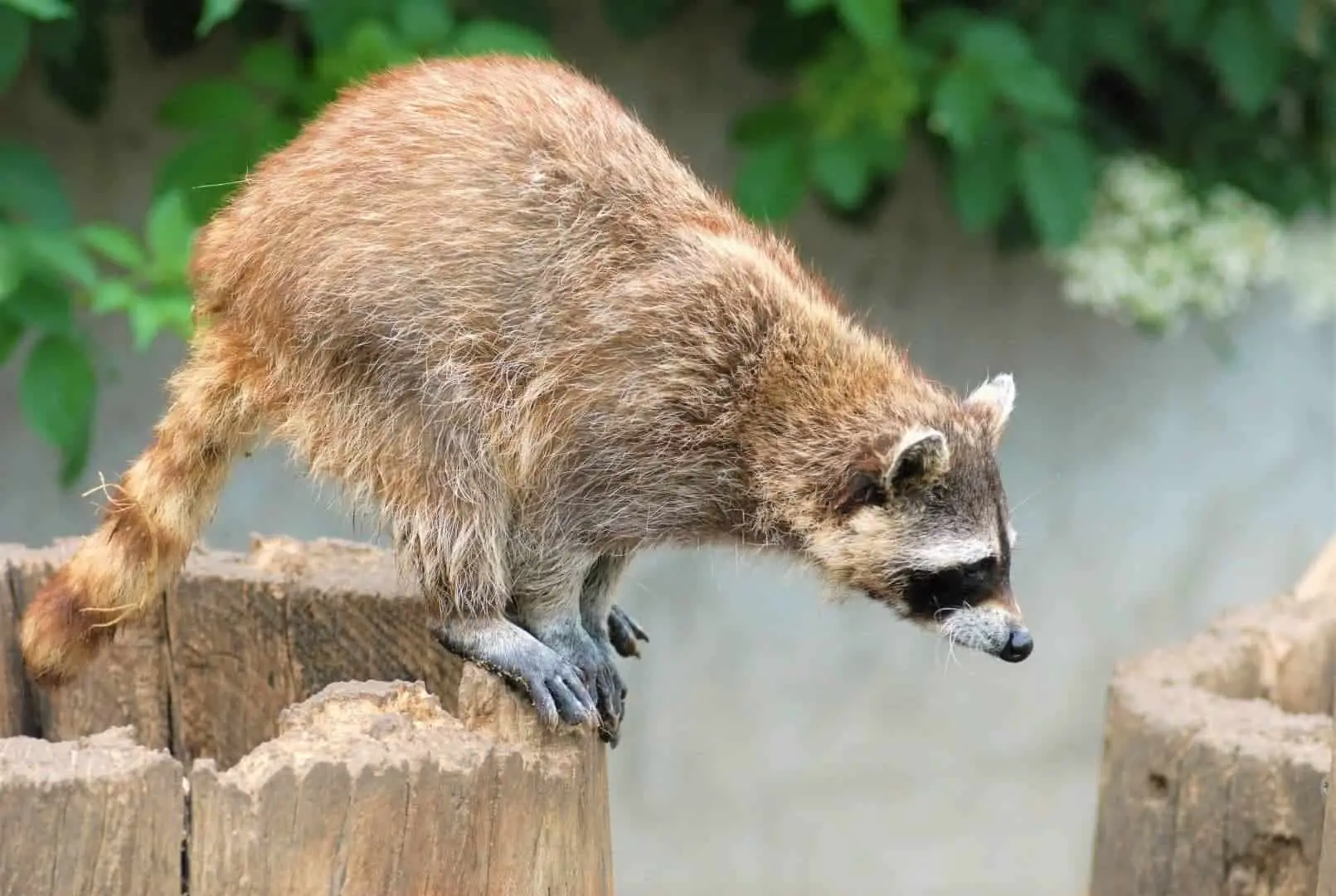 How High Can Raccoons Jump? 5 Stories!? (Video)