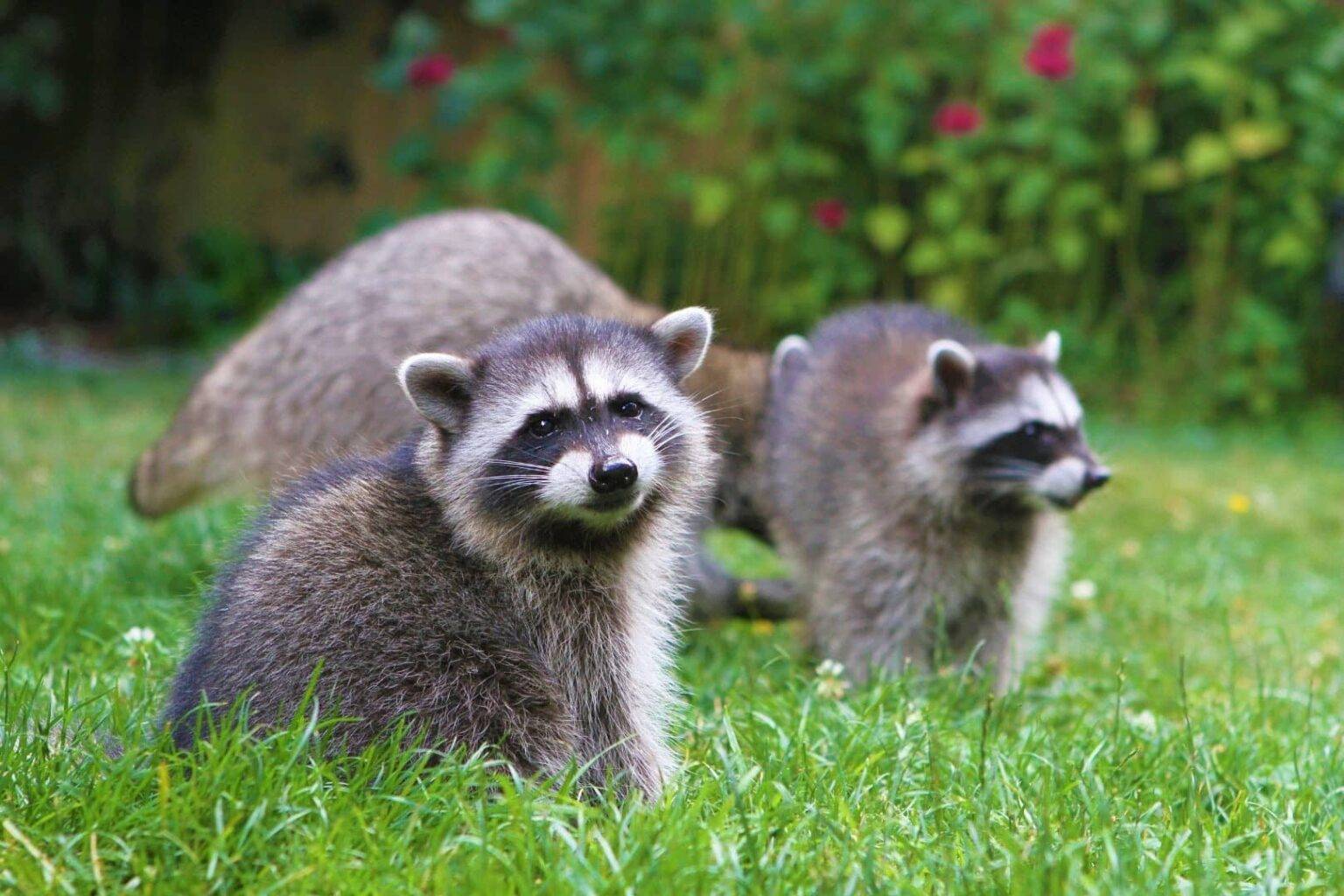 7 Baby! When Do Raccoons Have Babies? [How Many Babies?...]