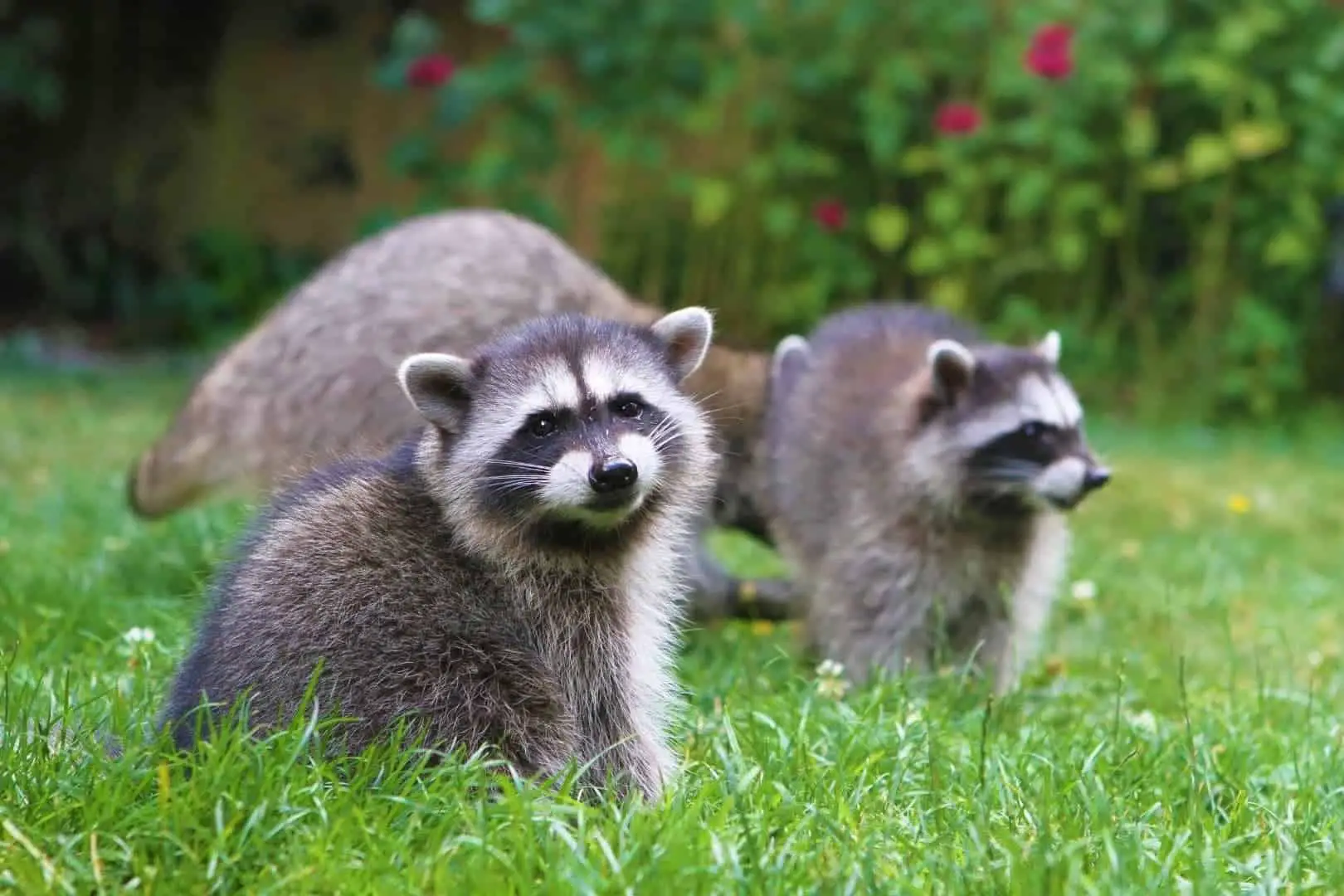 When Do Raccoons Have Babies? / When Are Baby Raccoons Born?