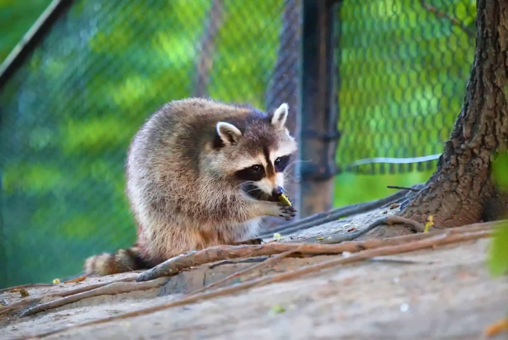 Delicious! Do Raccoons Eat Rabbits? [Here’s How…]