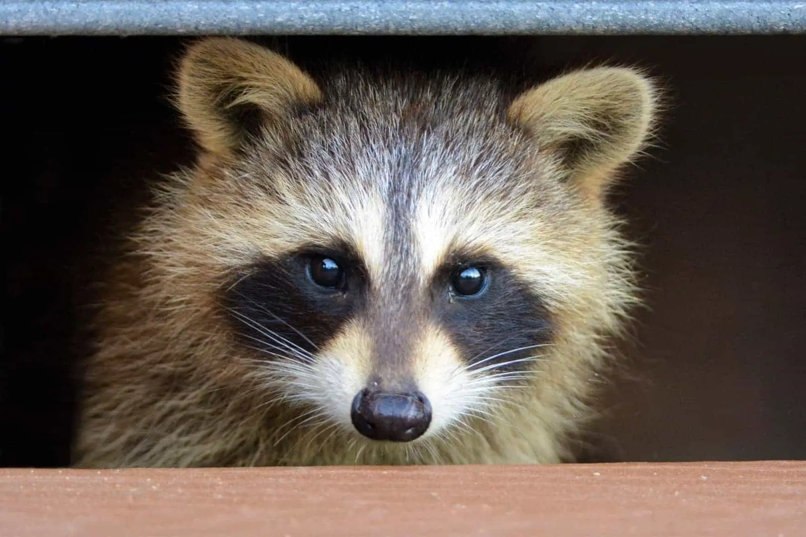 Raccoon In The Deck