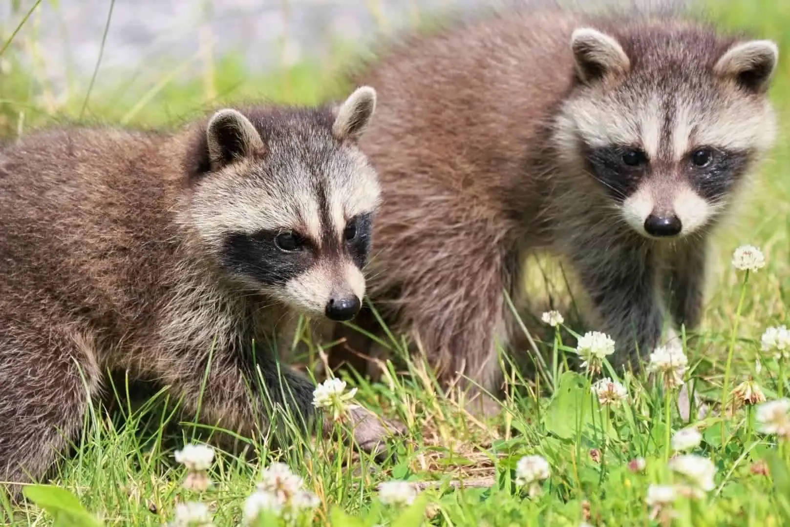 7 Baby! When Do Raccoons Have Babies? [How Many Babies?…]