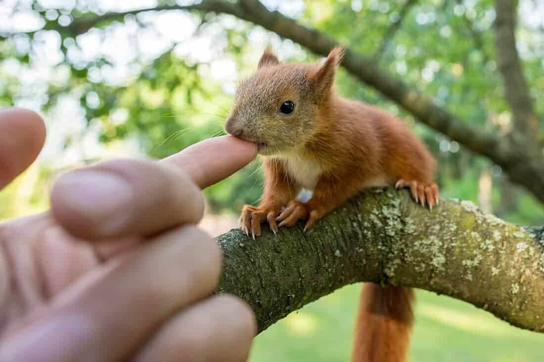 84 Days! When Do Baby Squirrels Leave The Nest? Complete Process!