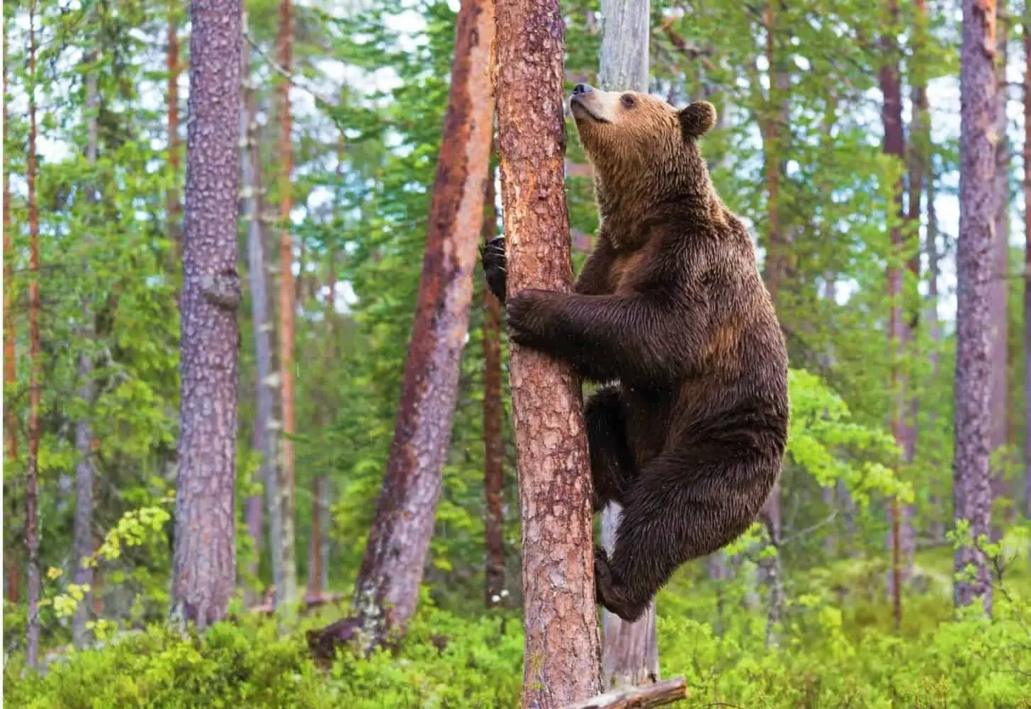 50 Feet up! Can Bears Climb Trees? How High?