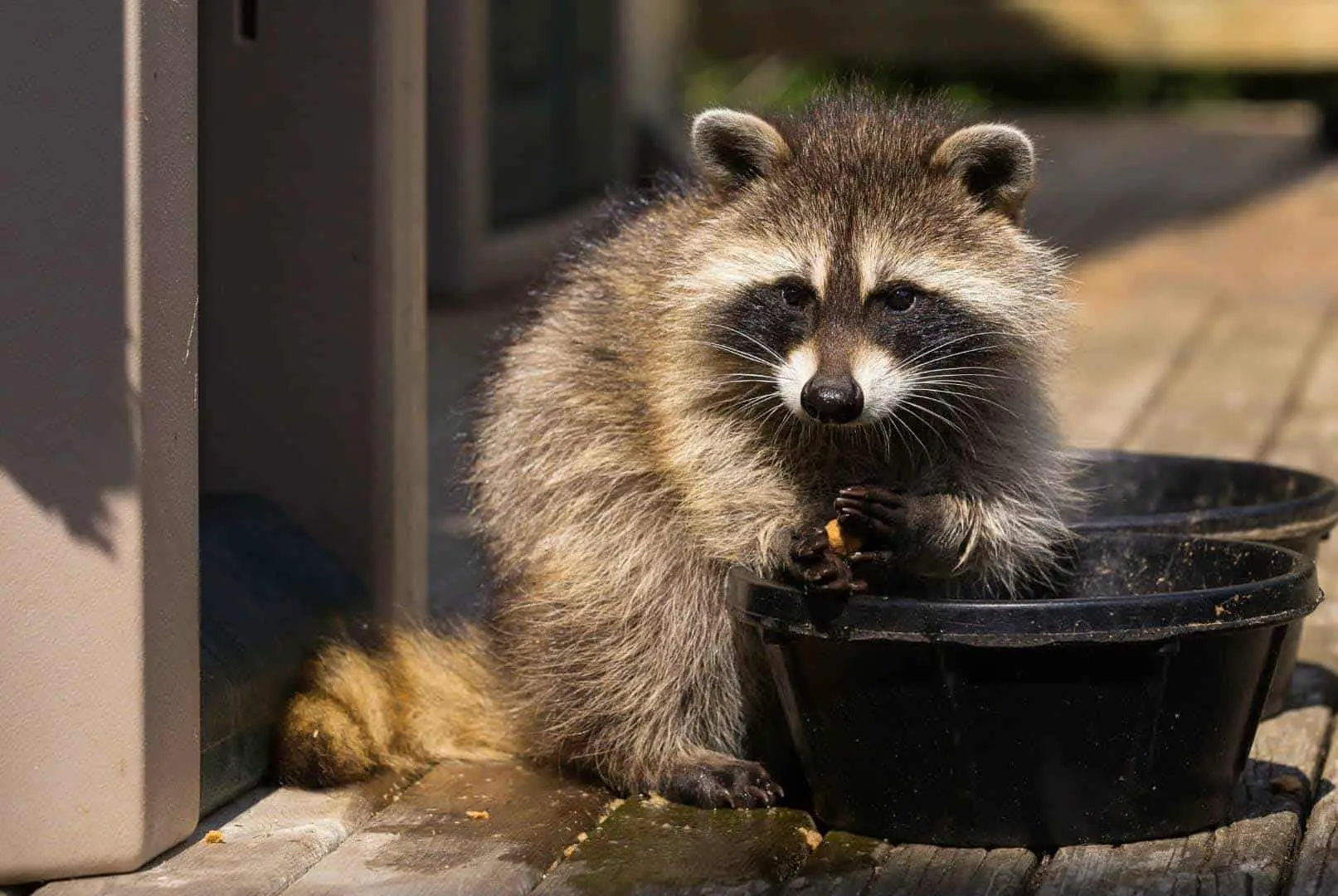 Can Raccoons Eat Chocolate? Dark or White Chocolate? (How Much?)