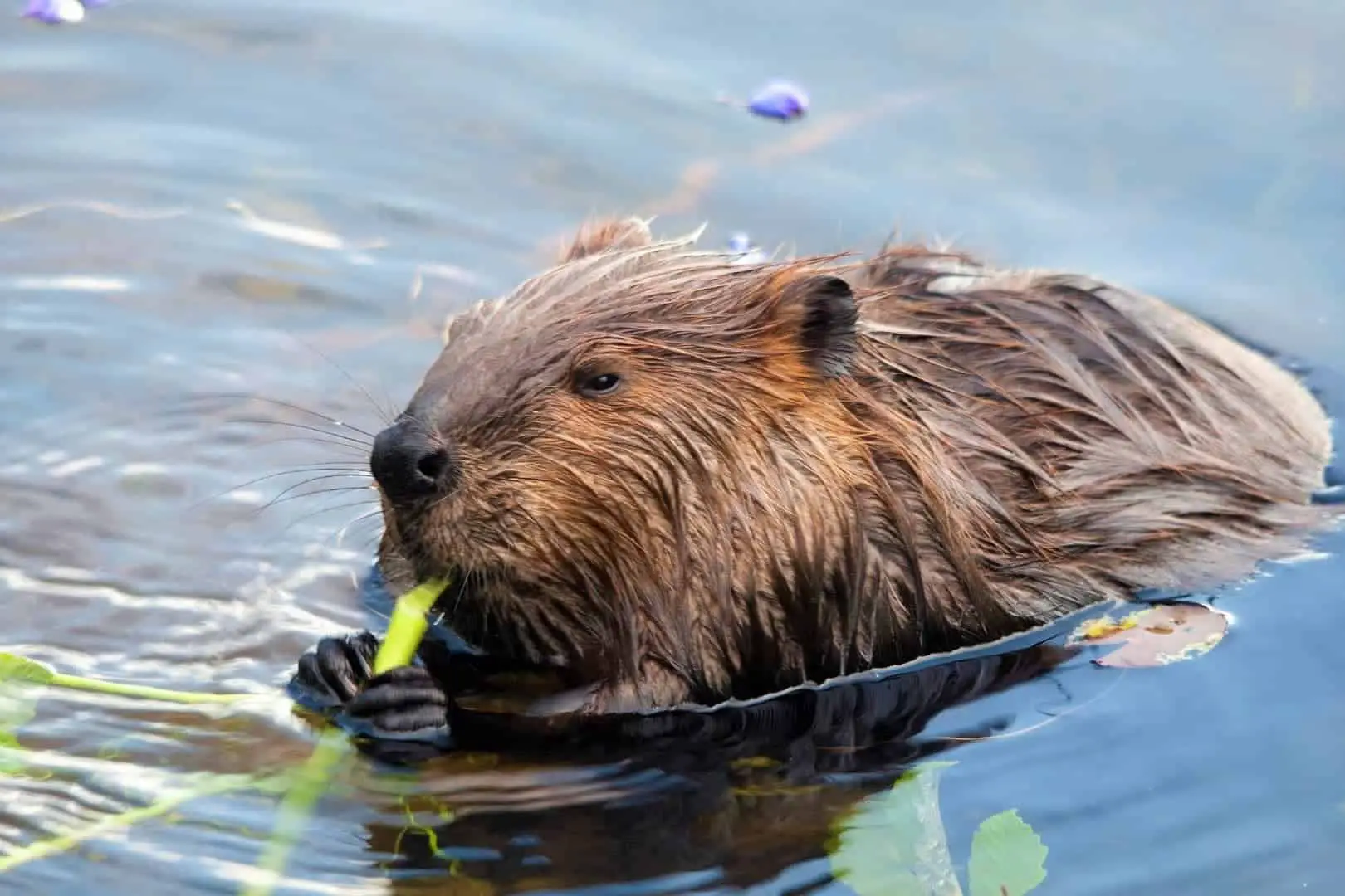 illegal! Can You Make Beavers Pet Safely? Where to Get A Beaver?