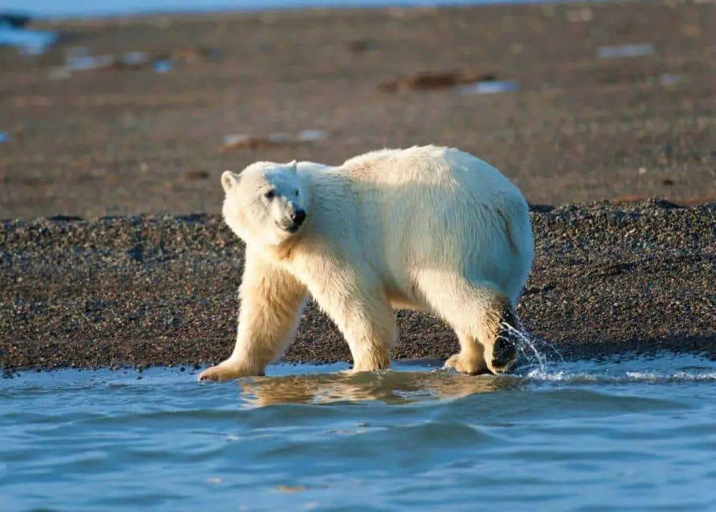 do-bears-have-tails-why-do-bears-have-short-tails