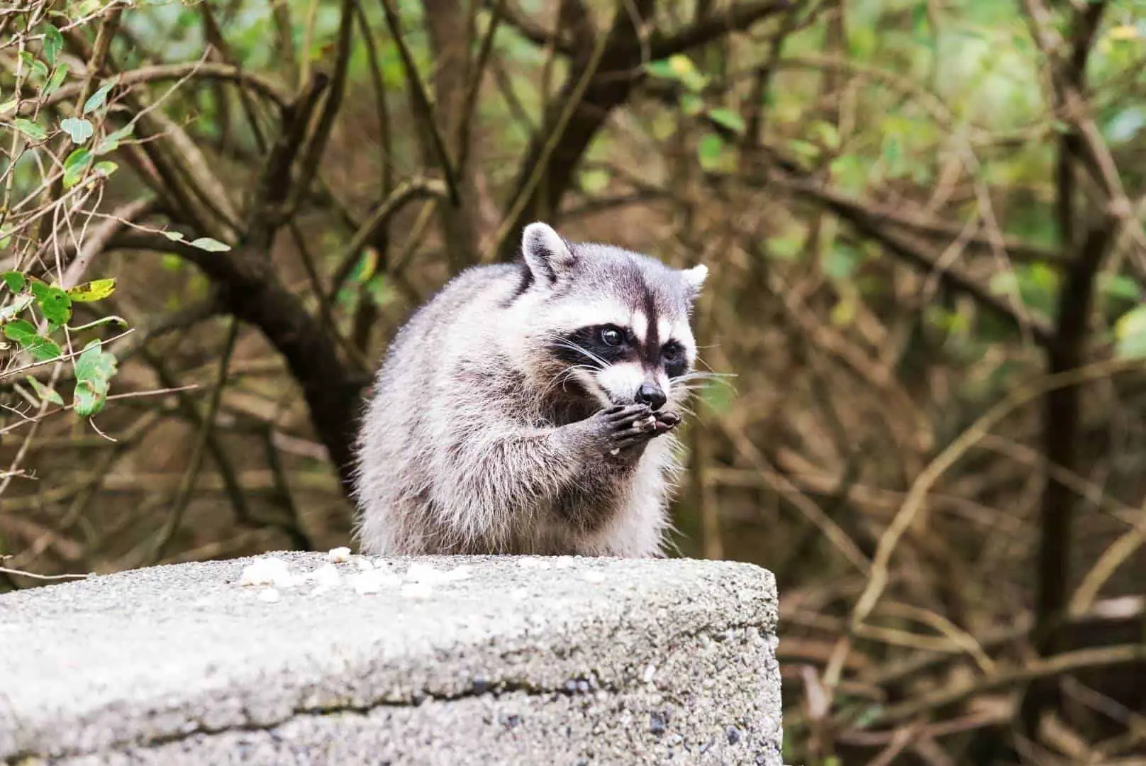 The Complete List of What Raccoons Cannot Eat? 30 Things…