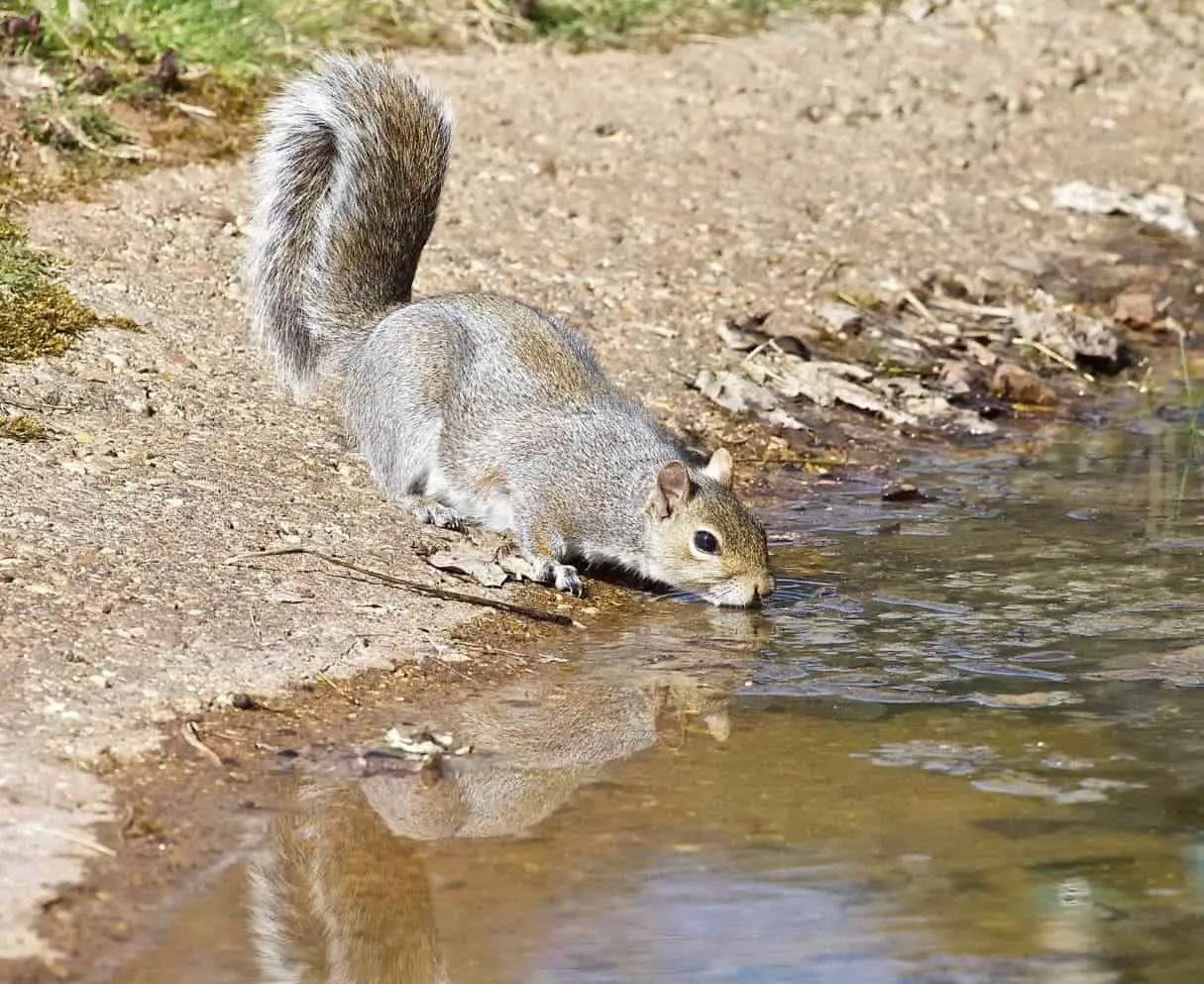 How Do Squirrels Drink Water How Often (Photos + Videos)