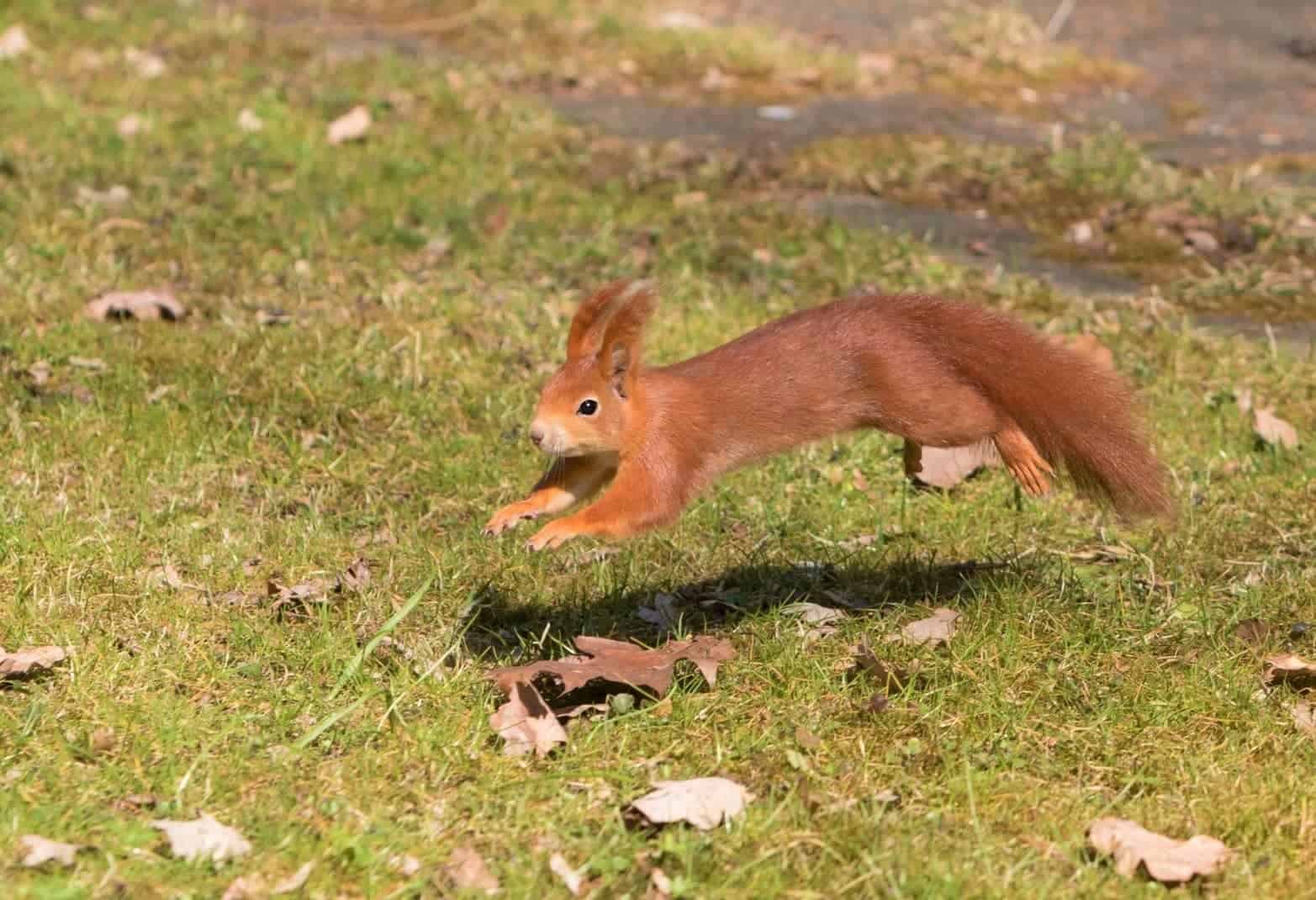 How Far Do Squirrels Travel Every Day? (How Far Can They Travel?)