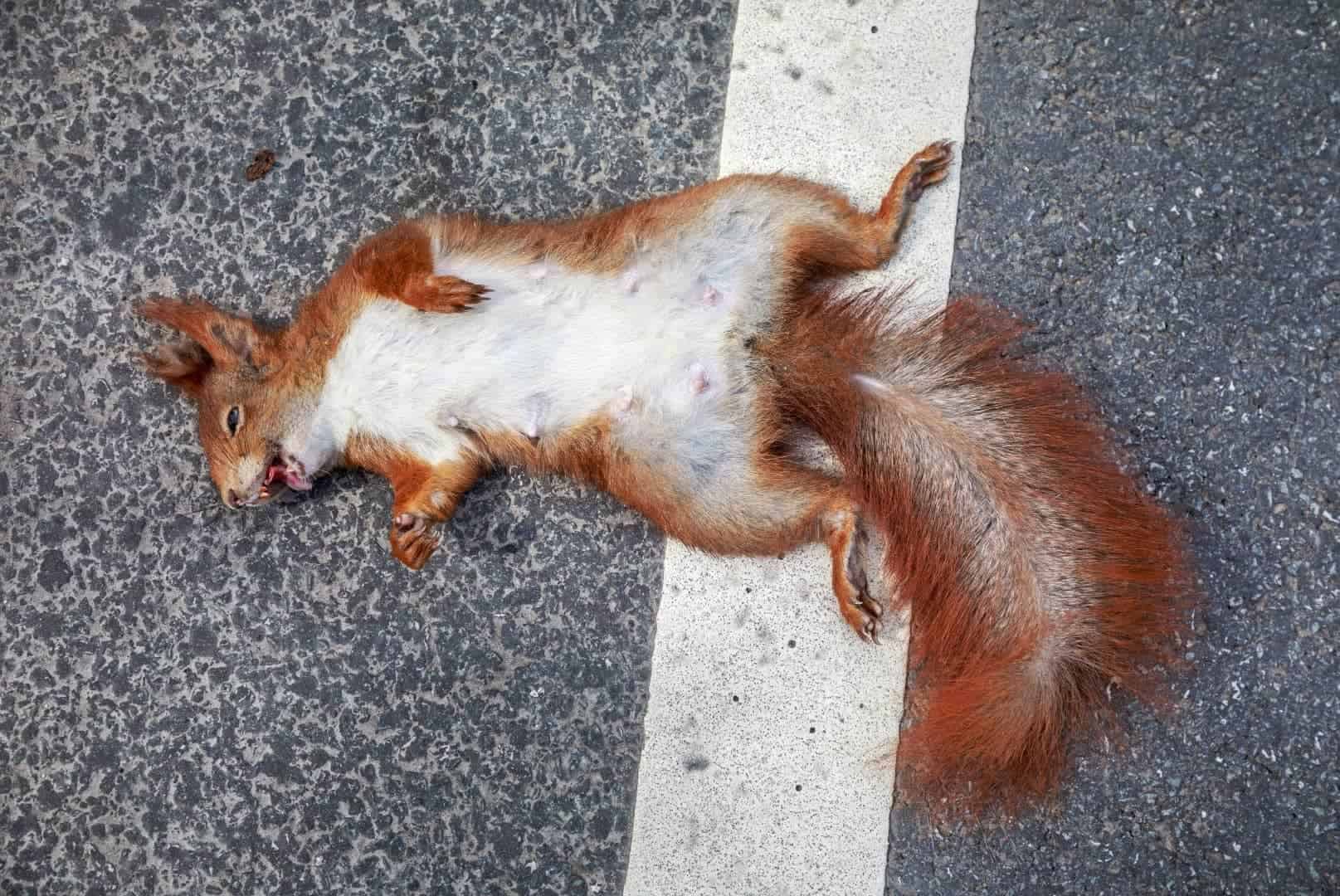 Is It illegal to Shoot Squirrels In Your Backyard? 5 Ways To Kill Squirrels