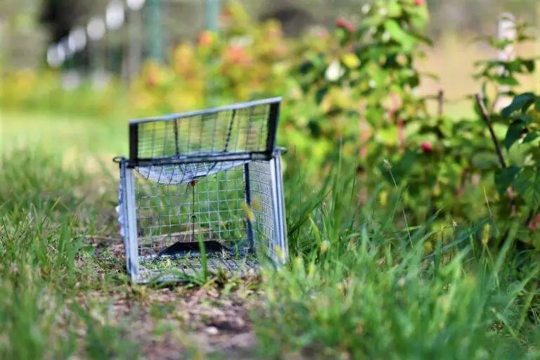 Is It Illegal To Shoot Squirrels In Your Backyard 5 Ways To Kill Squirrels is-it-illegal-to-shoot-squirrels-in-your-backyard-5-ways-to-kill-squirrels