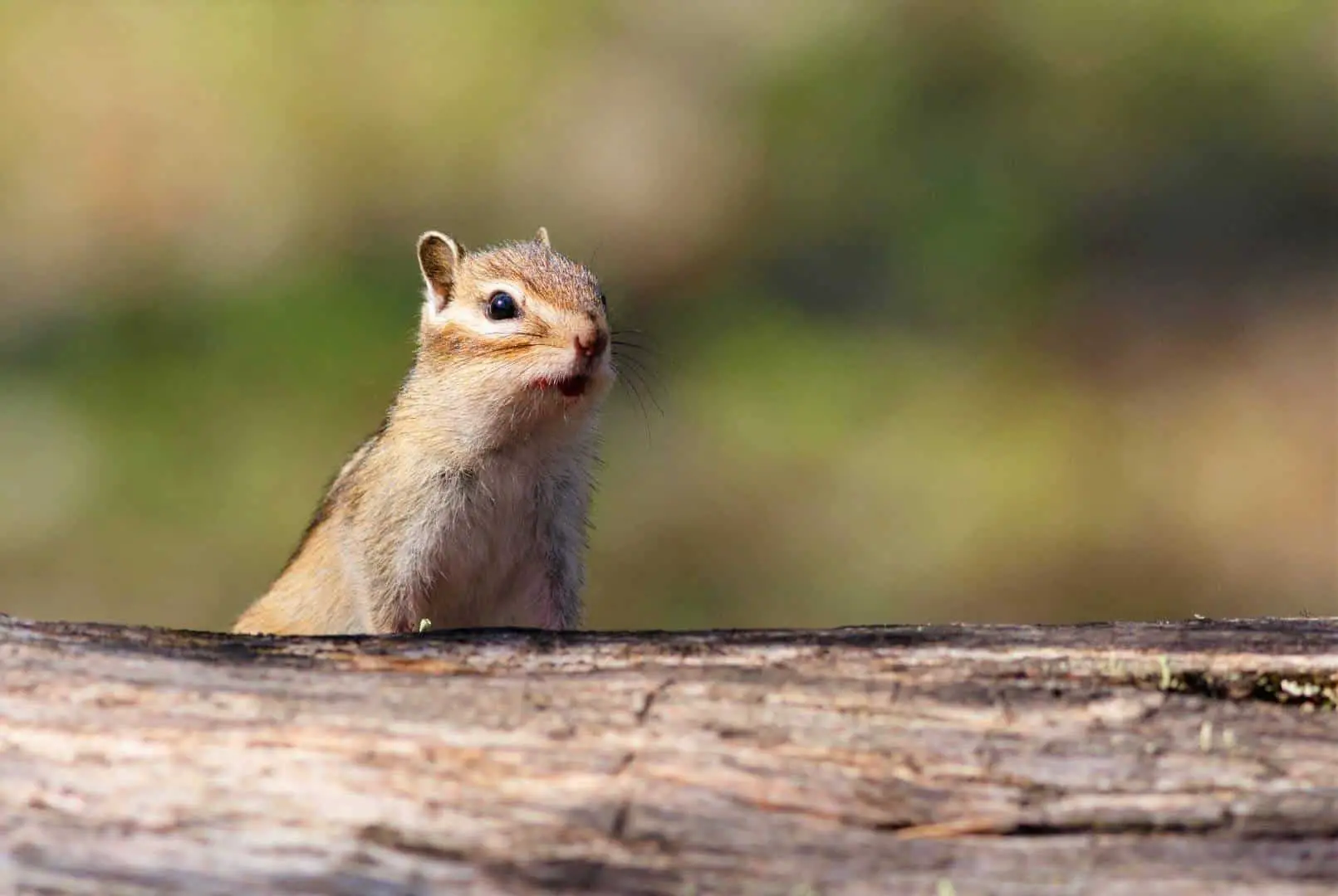Chip-Chip: Look! When, What & Why Chipmunks Does Make Sounds?