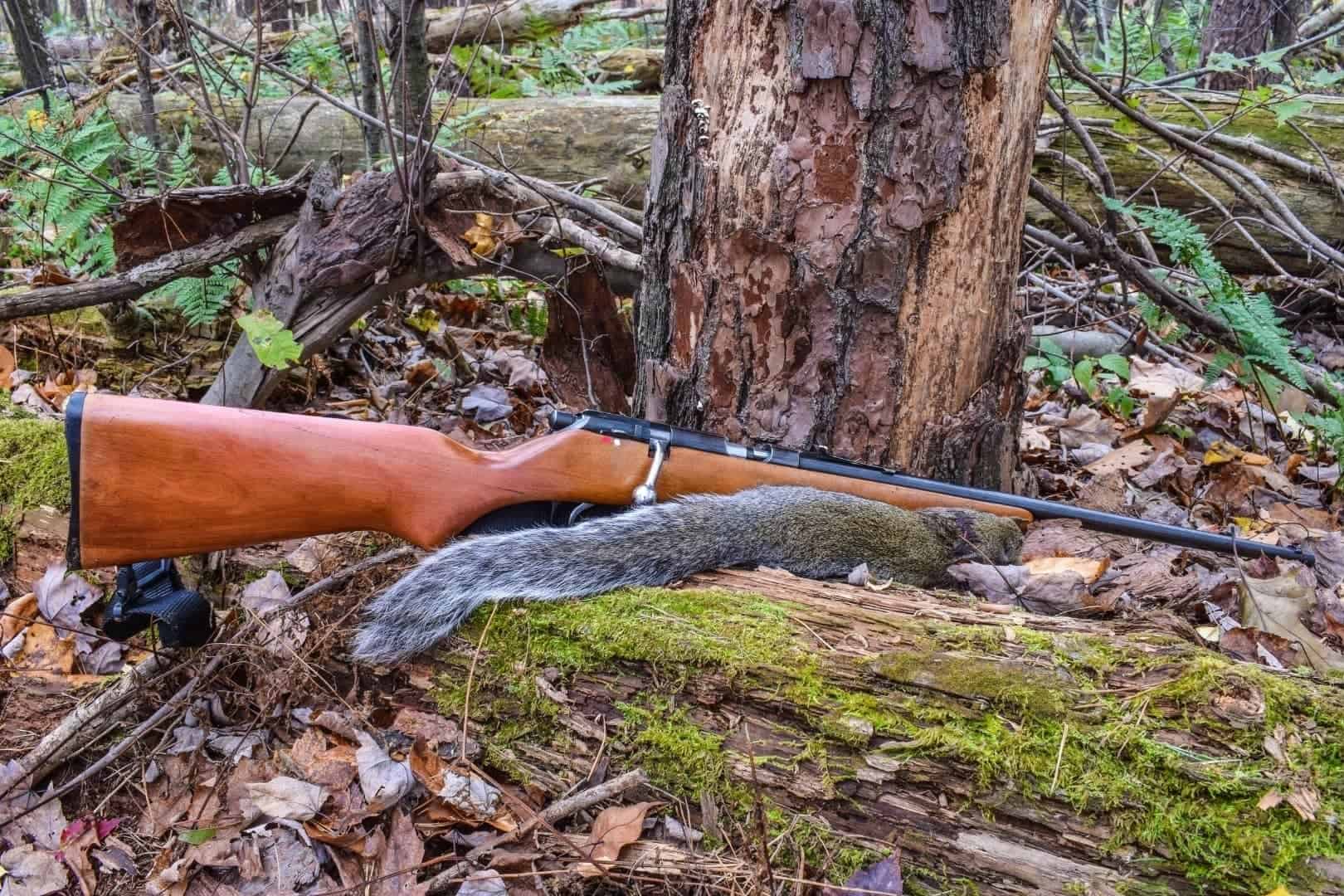 Is It illegal to Shoot Squirrels In Your Backyard? 5 Ways To Kill Squirrels