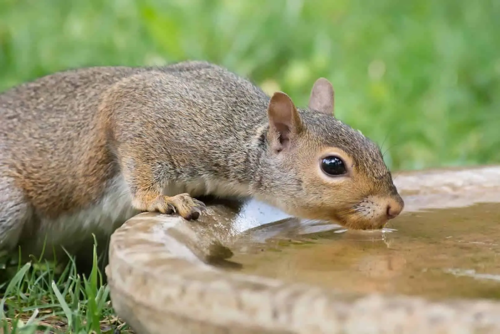 Curling Tongue! How Do Squirrels Drink Water? (Photos + Videos)