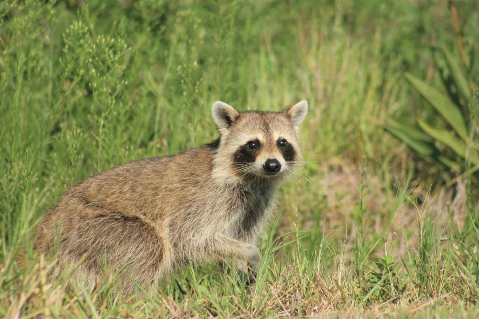 Why Do Raccoons Like Shiny Things? Which Shiny Things Do They Like...