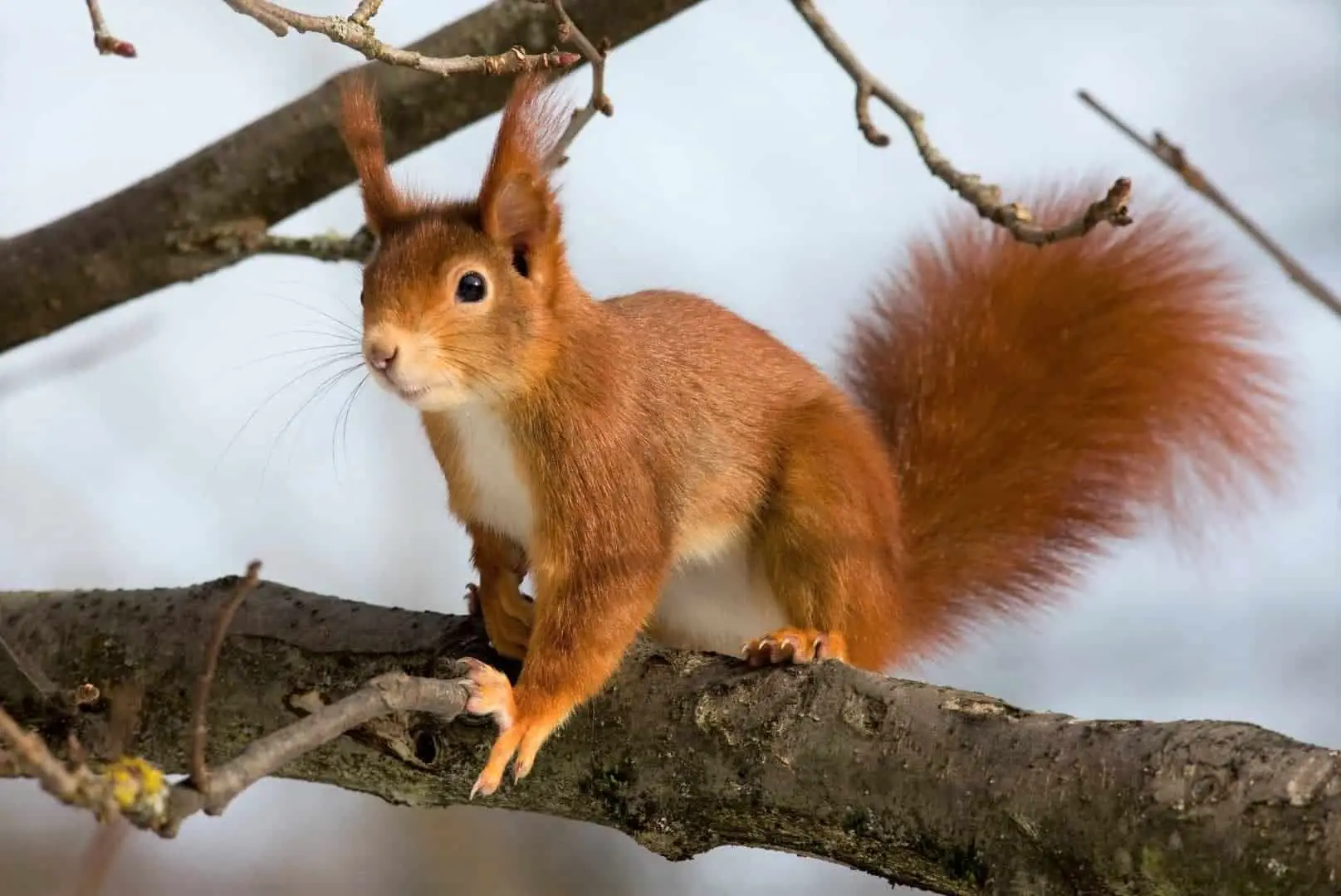 10 Main Sounds! What Sounds Squirrels Make & What Do They Mean?