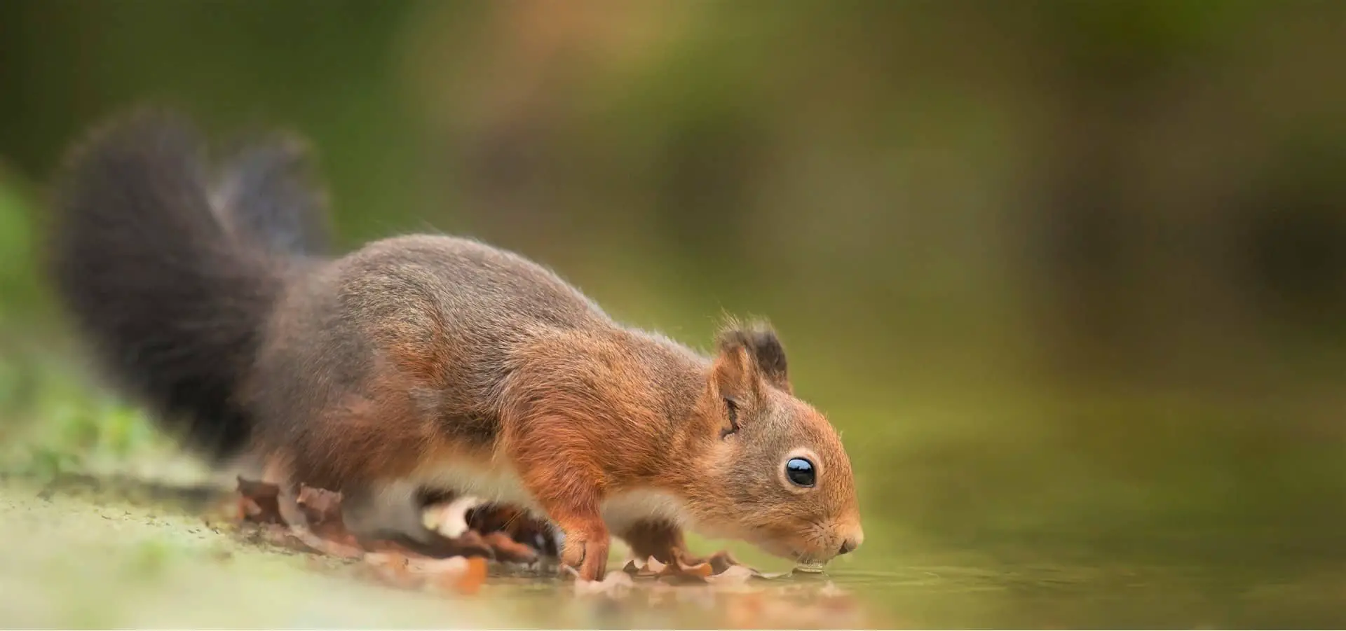 3 Teaspoon! Where Do Squirrels Get Fresh Water? In Summer, In Winter?