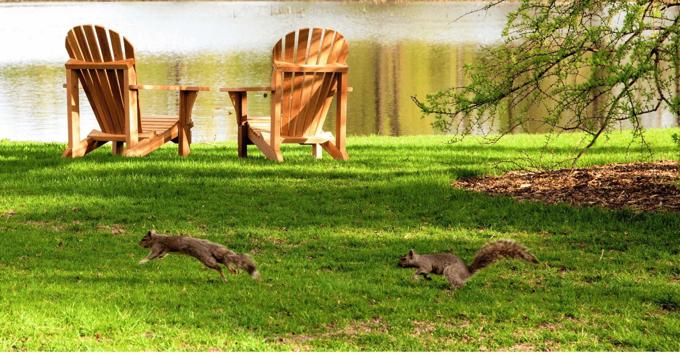 Why Do Squirrels Chase Each Other? 5 Meanings!
