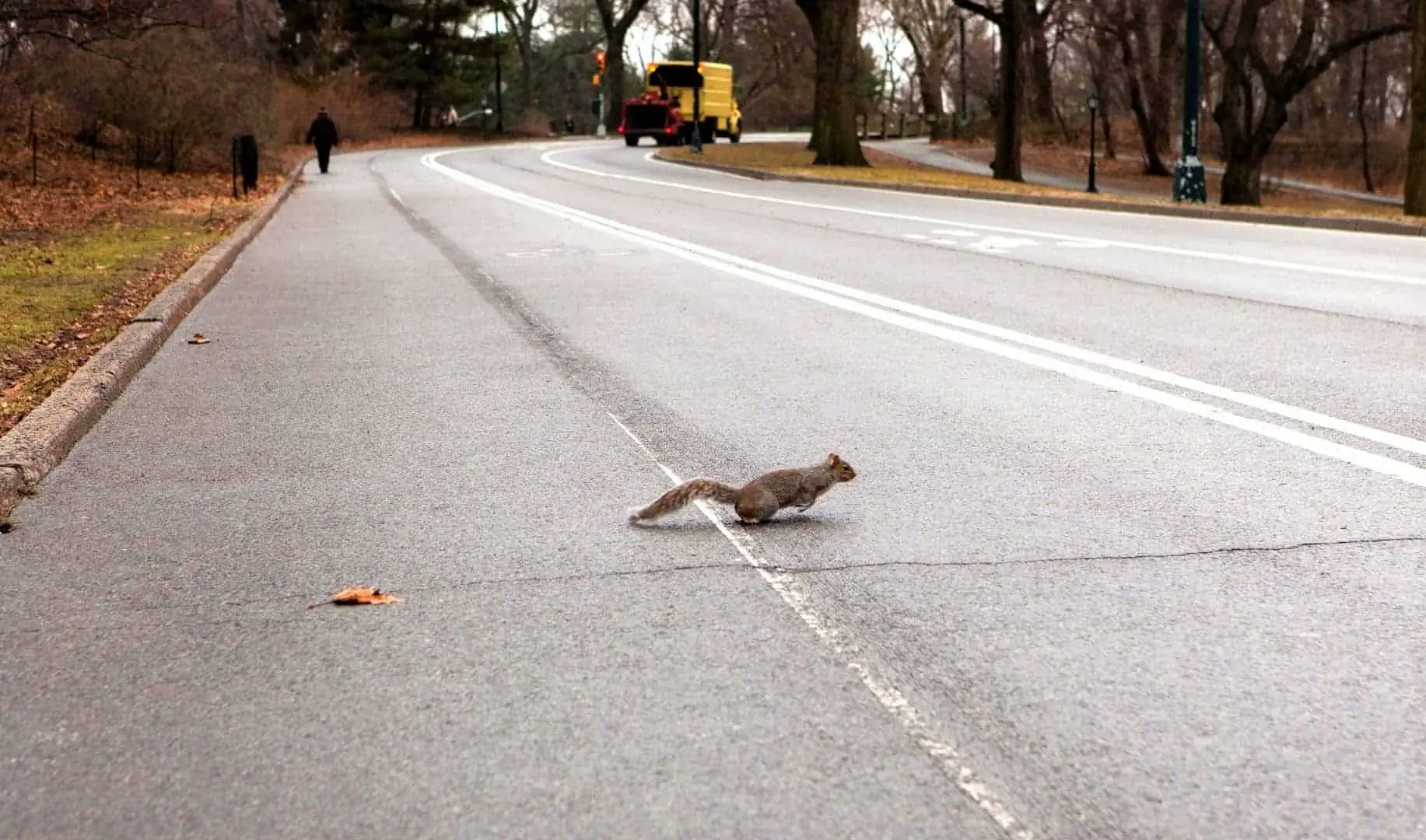Why Do Squirrels Run In Front Of Cars? (Video)