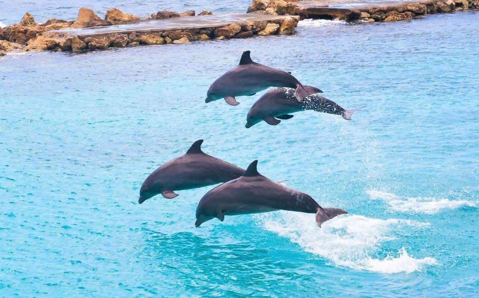 Why Dolphins Jump Out Of The Water? Is it for Fun?…