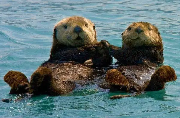 Why Do Otters Hold Hands When Sleeping? 4 Main Reasons!
