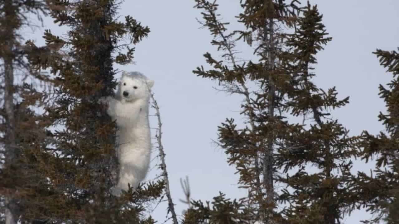 Polar Bears Climb
