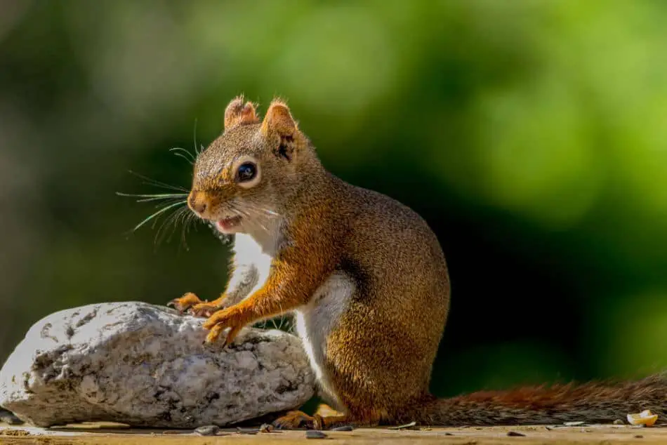 10 Main Sounds! What Sounds Squirrels Make & What Do They Mean?