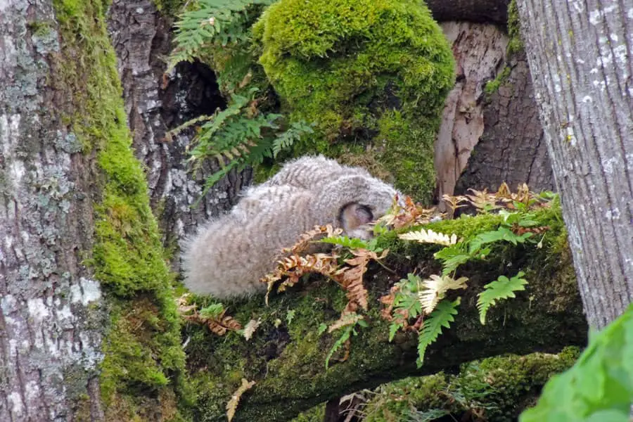 Face Down! Where Do Owls Sleep? How Long? (Photos)