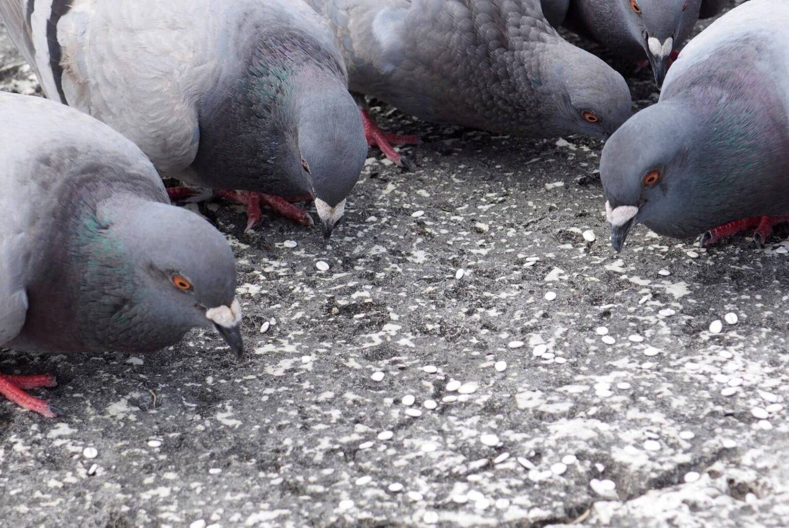 Oh! Do Pigeons Explode From Eating Rice? Nah! [What Do Explode From]