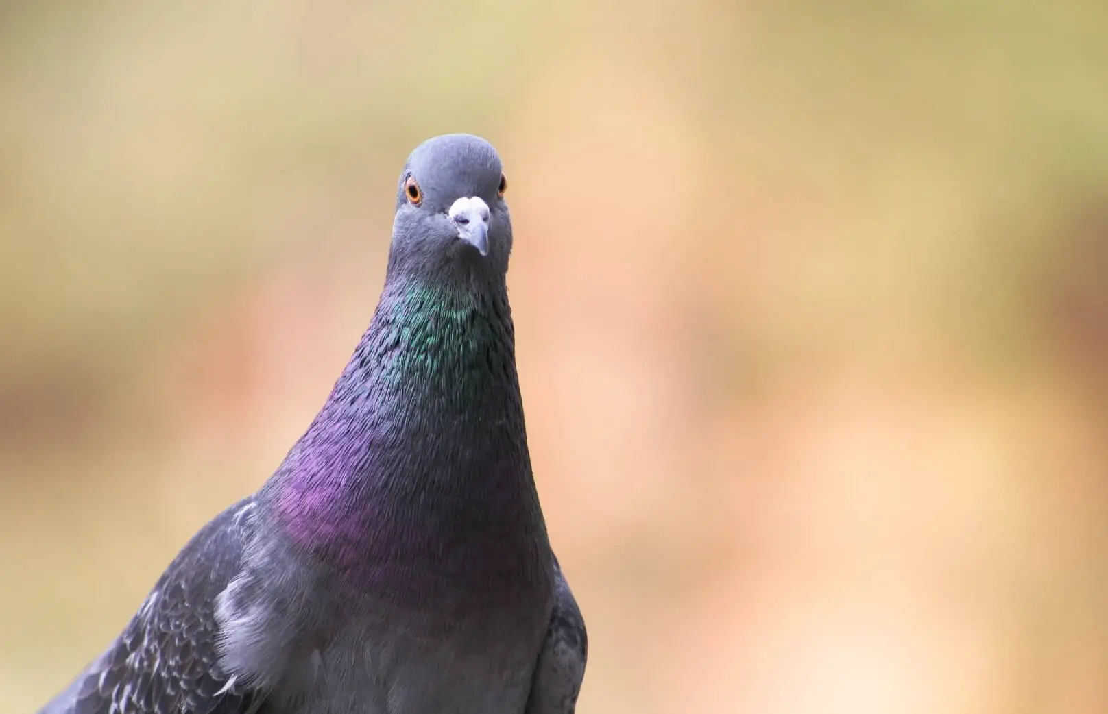 Looking for Love! Why Do Pigeons Coo, Grunt & Whistle? + (Video)