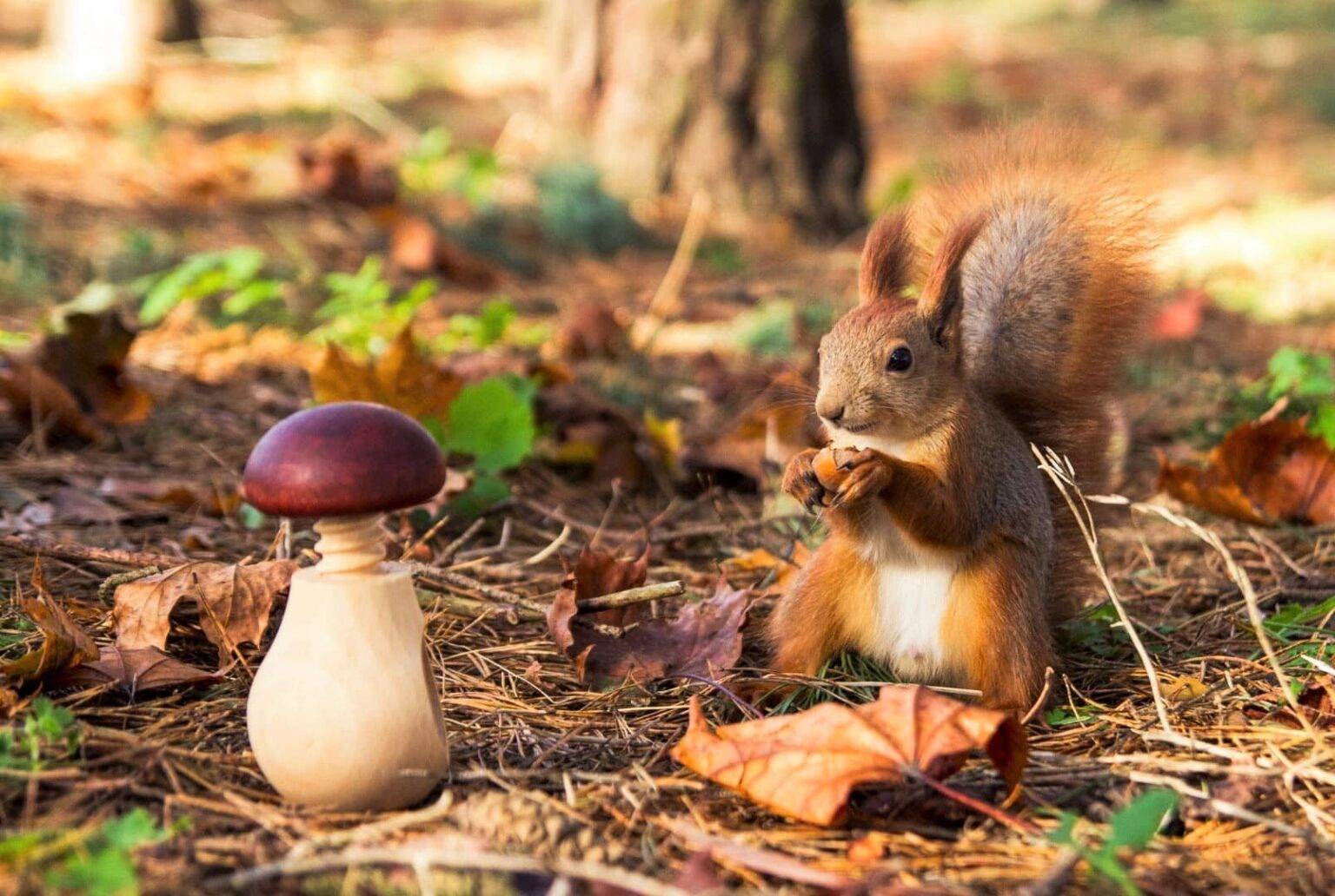 Do Squirrels Eat Mushrooms? How Many? (Why?)