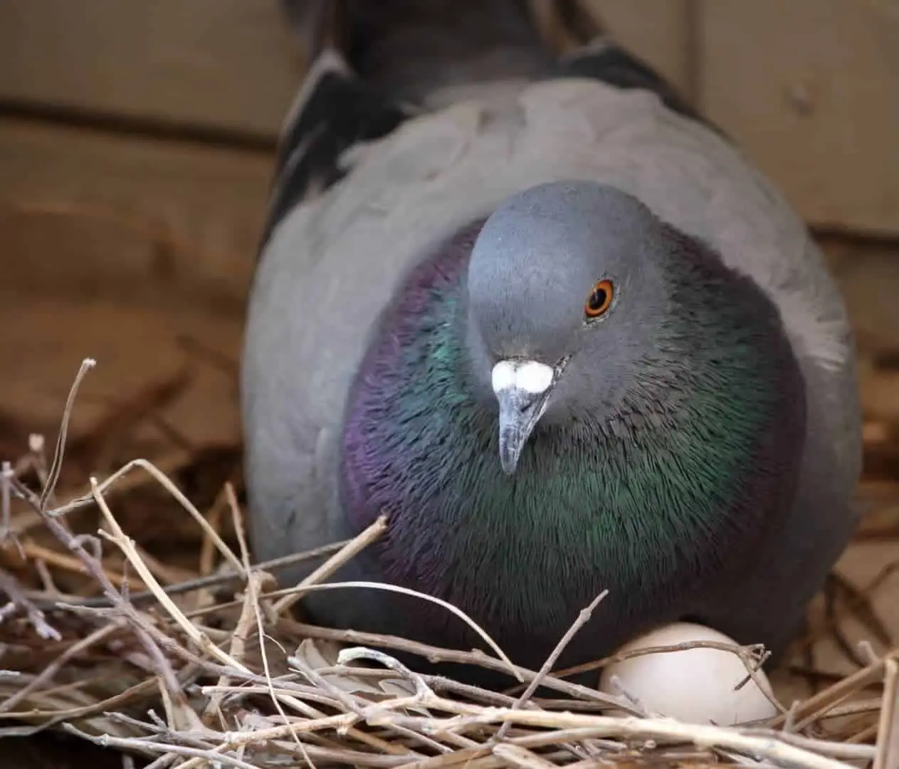 When Do Pigeons Lay Eggs? The Complete Process...