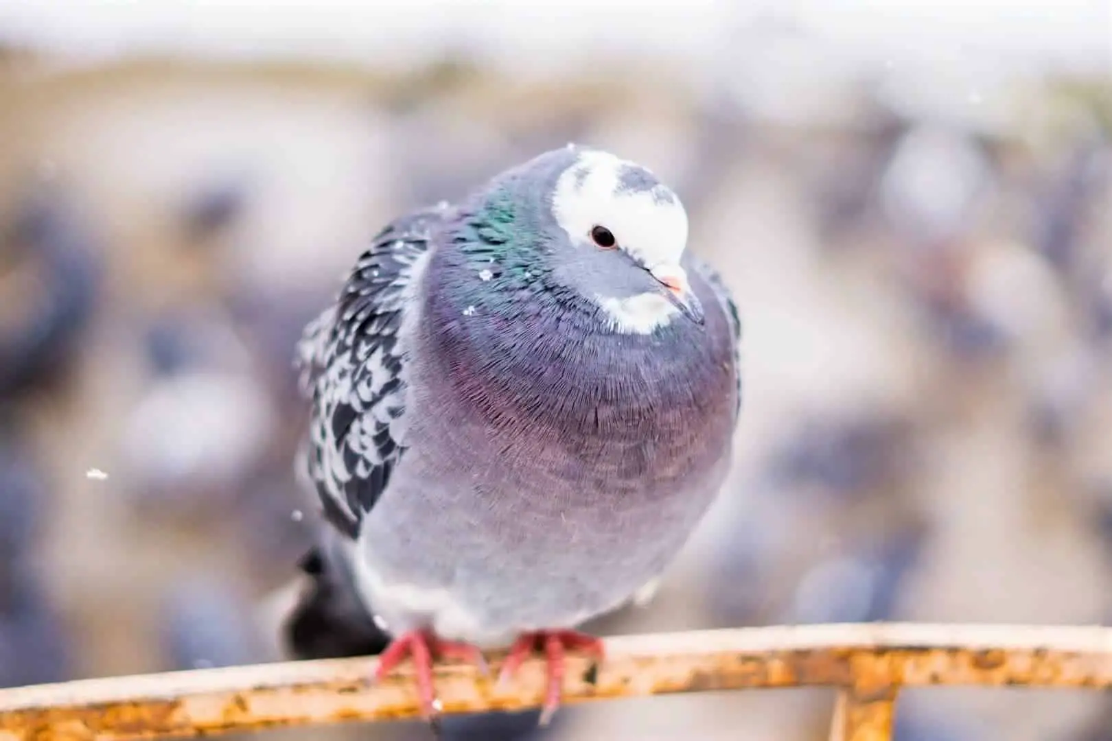 Do Pigeons Get Cold? How Do Pigeons Survive The Cold Winter?