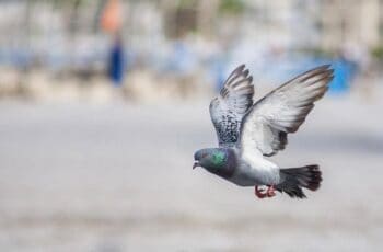 Do Pigeons Migrate In The Winter? To New York?