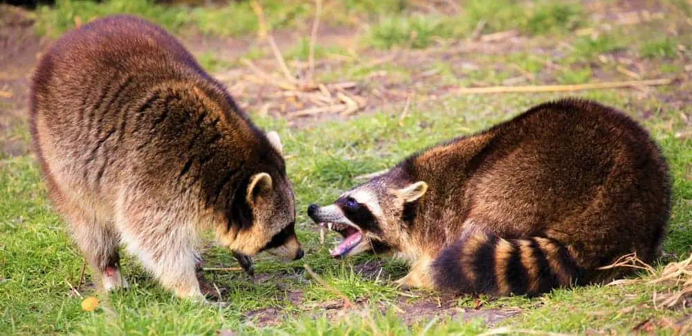 What A Fight! Why Do Raccoons Fight with Each Other? + [Video]