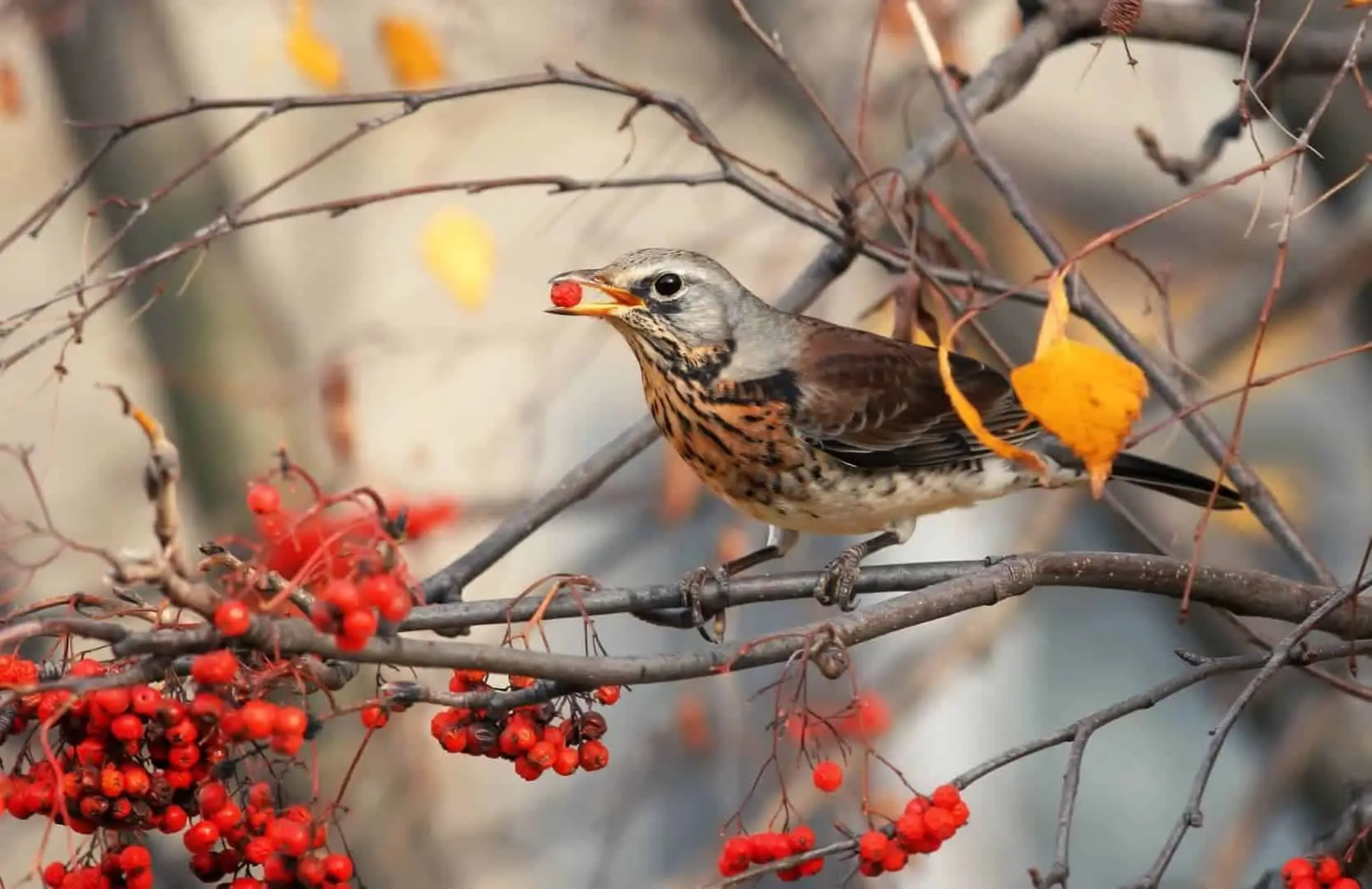 Do Birds Eat Cranberries? Which Berries Do They Eat? Here's...