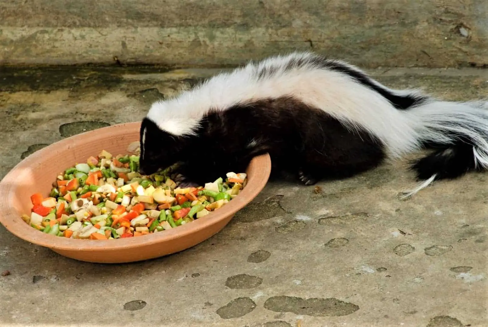 Do Skunks Really Eat Meat? How Much? (Actually!)