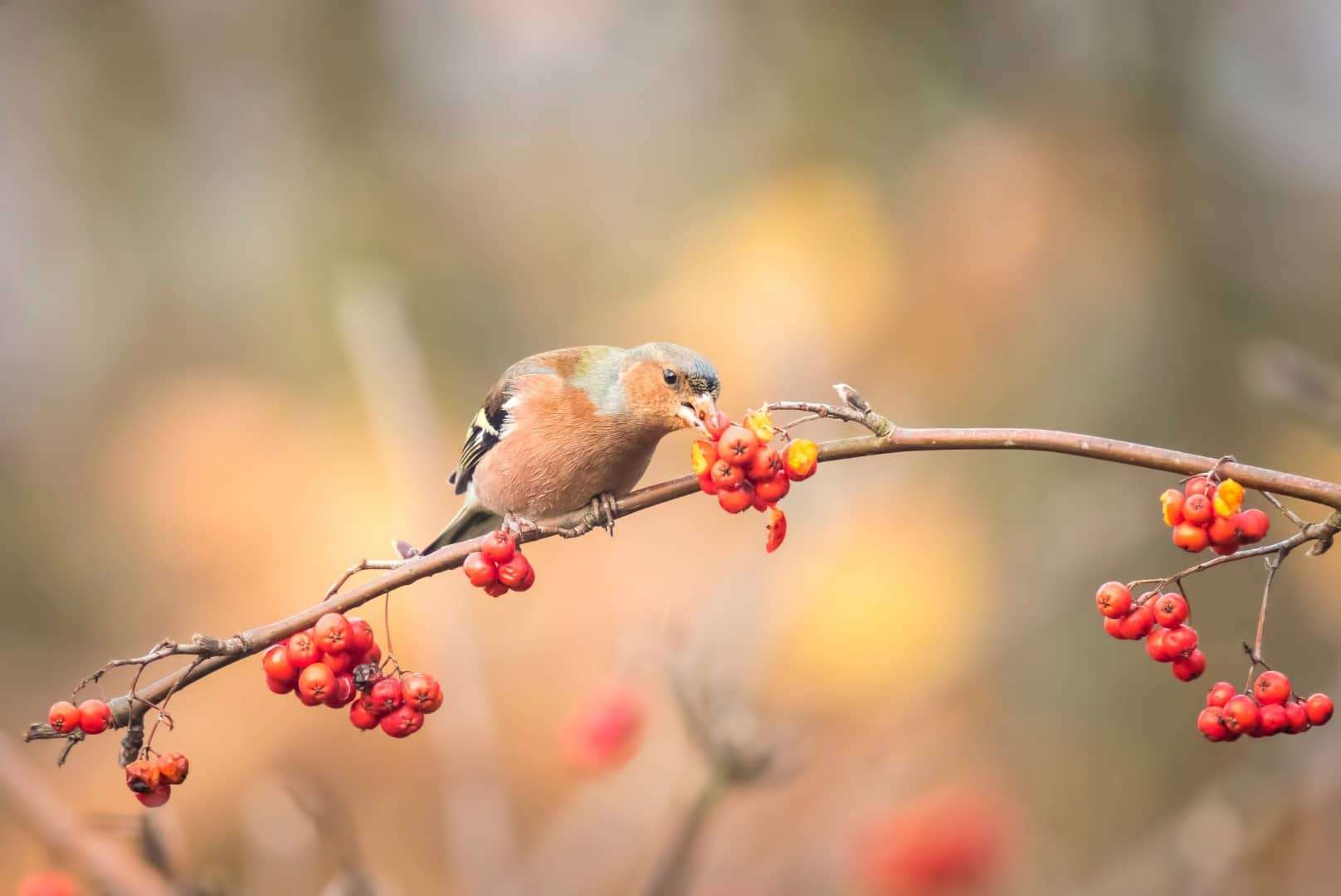 Do Birds Eat Cranberries? Which Berries Do They Eat? Here's...