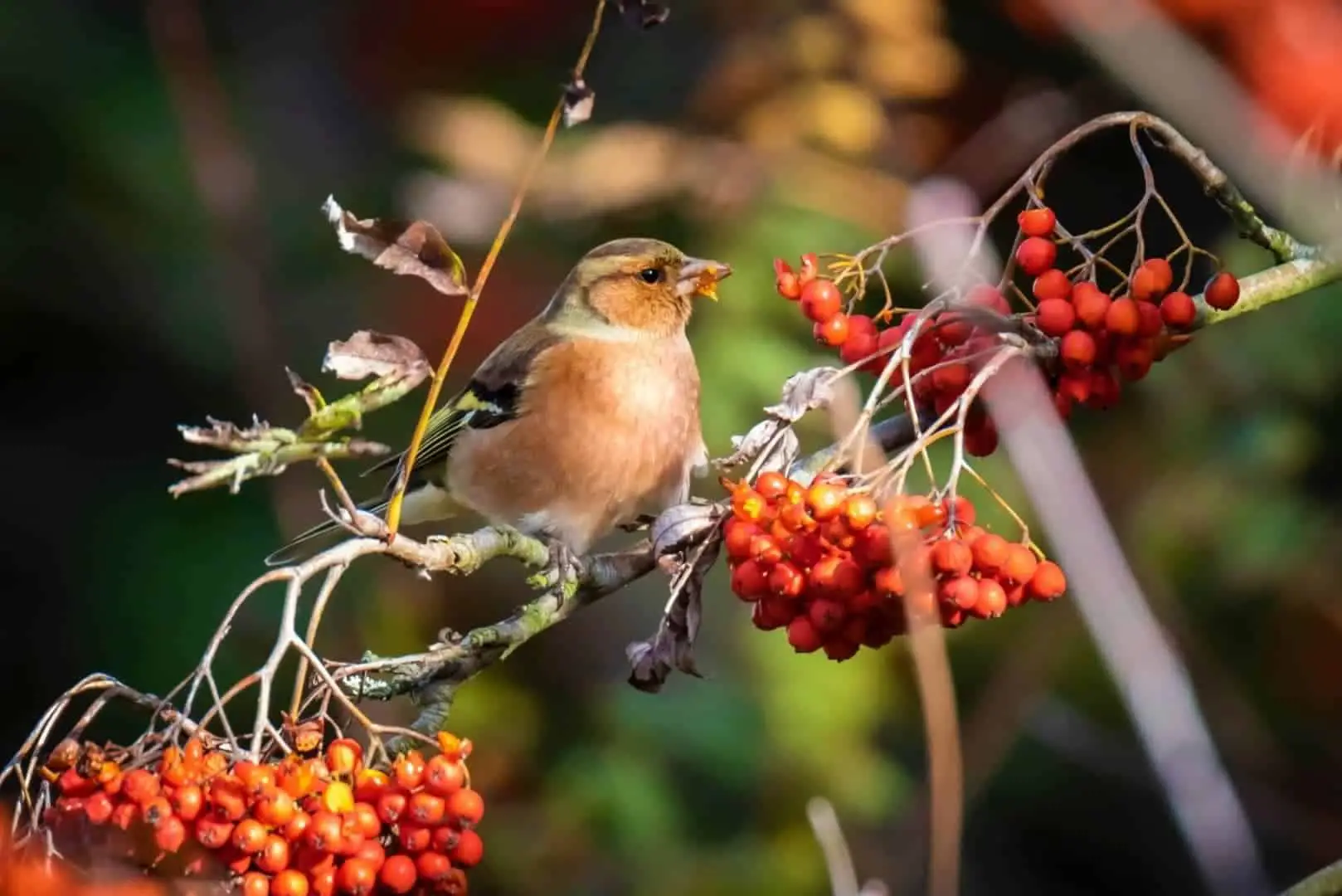 5 Favorite Berries of Birds! Do Birds Eat Cranberries?