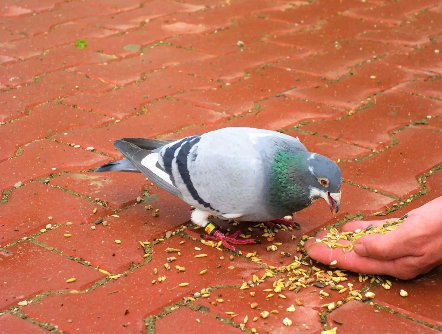 Everything A Pigeon Eats! What Do Pigeons Eat? (3 Things Not To Feed!)