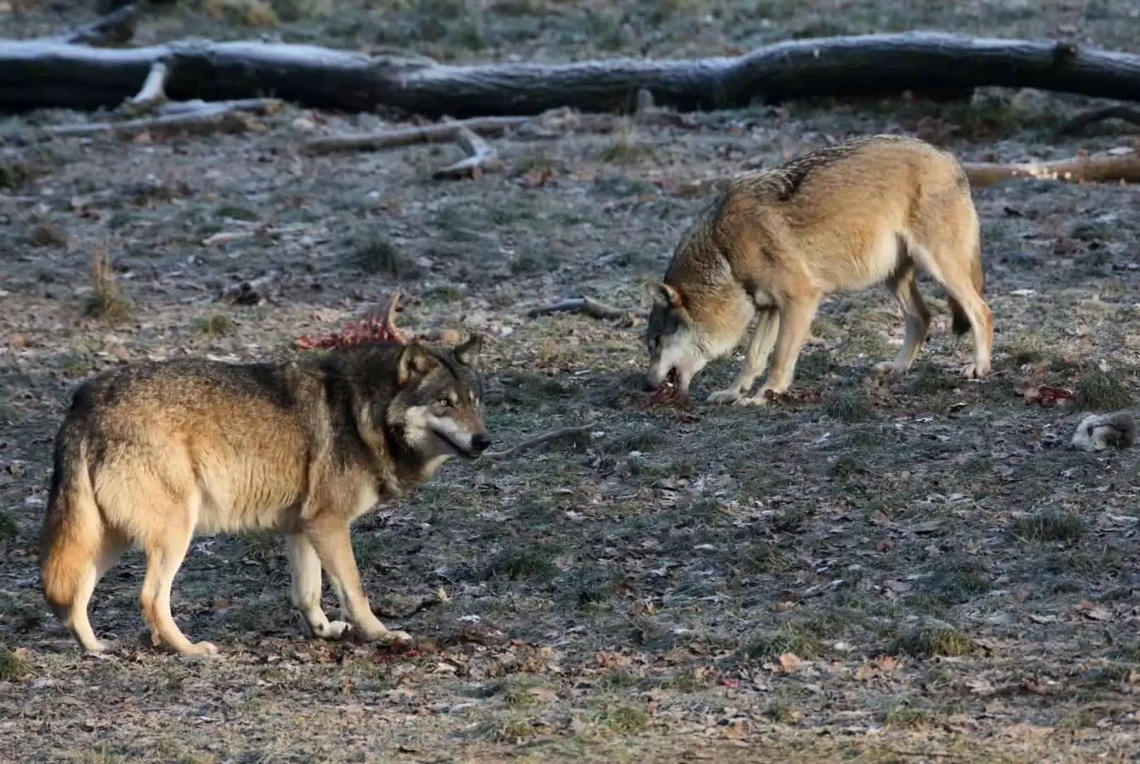 Do Wolves Really Eat Coyotes? Can They? (Video)