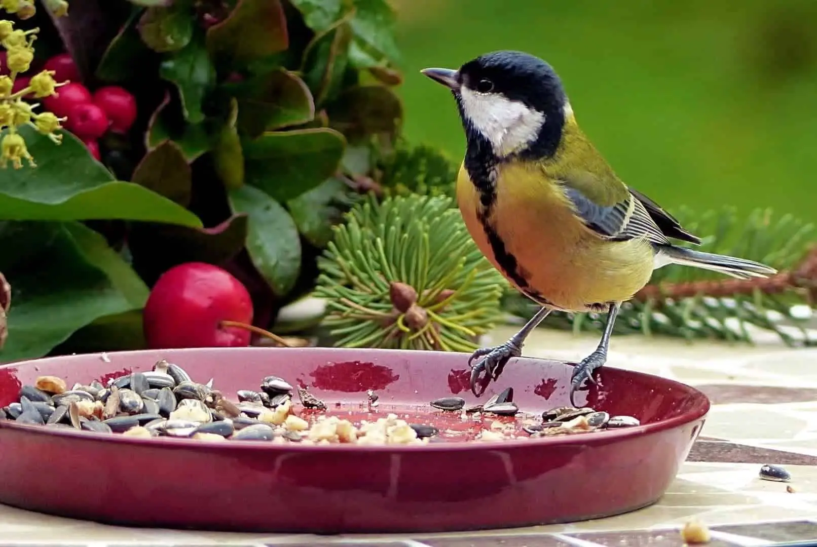 Birds Pick! Can Birds Eat Chia Seeds? (Video)
