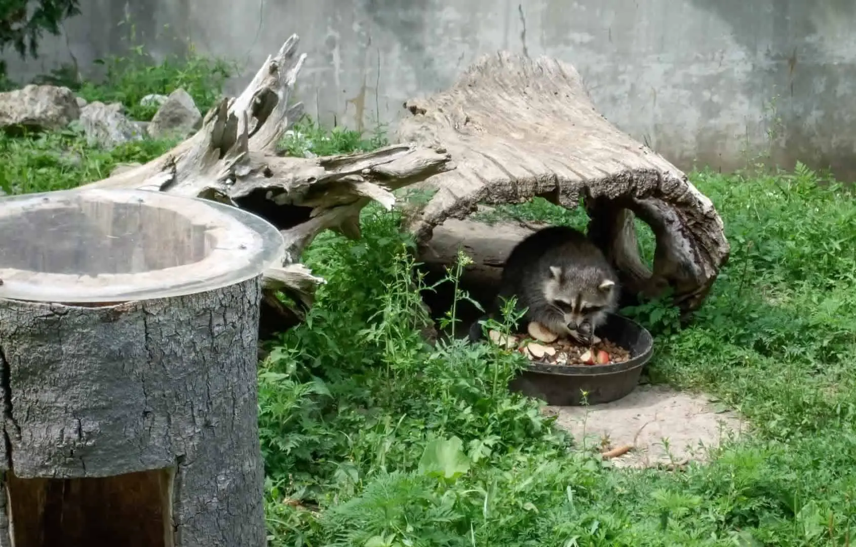 Raccoon Eating Food