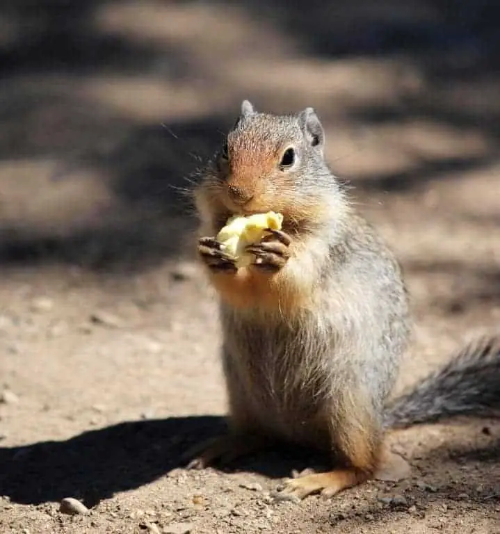 A Healthy, Tasty, Snack! Can Squirrels Eat Popcorn?  (Video)