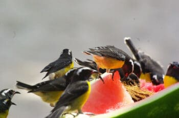 Juicy! Can Birds Eat Watermelon? 5 Benefits Why Birds…