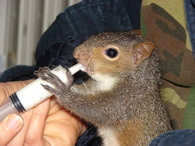 Baby Food! The Special List of What Do Baby Squirrels Eat? (Video)