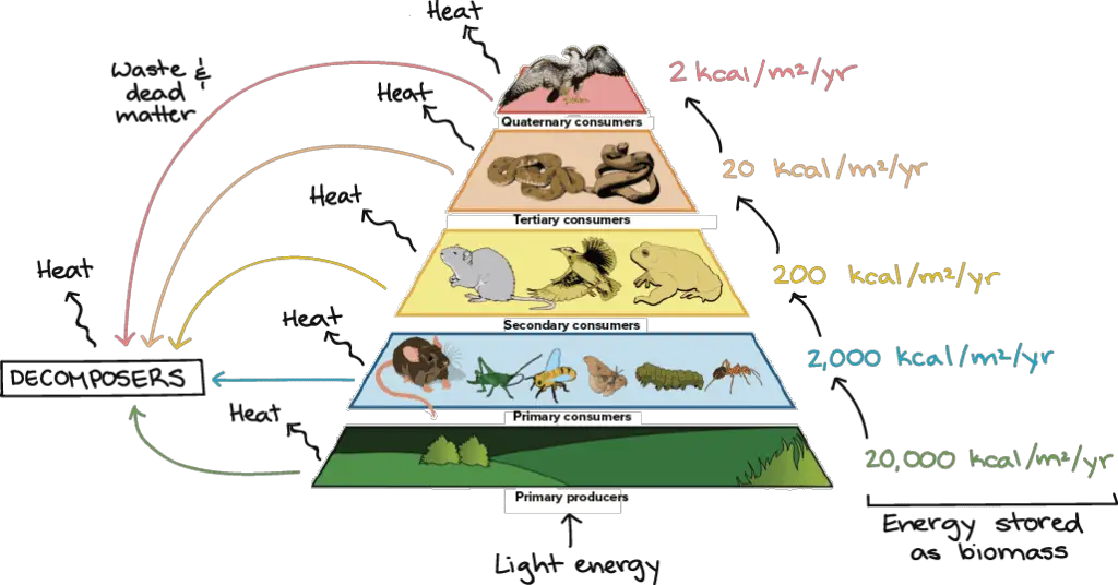 3 Apex Predators! What Kind of Animals Eat Hawks? (Video)