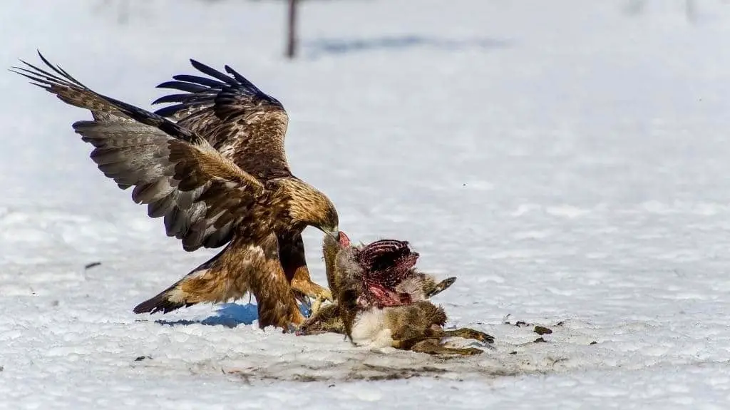 3 Apex Predators! What Kind of Animals Eat Hawks? (Video)