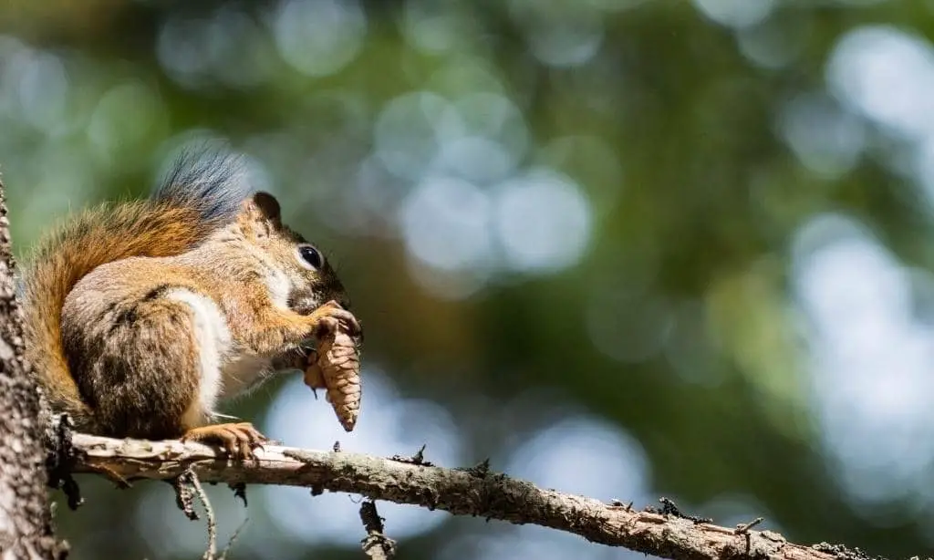 Goes Banana! Do Squirrels Eat Pine Cones? (Video)